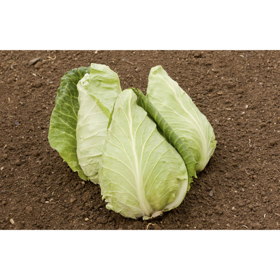 Image Title CABBAGE; WHITE; Eersteling